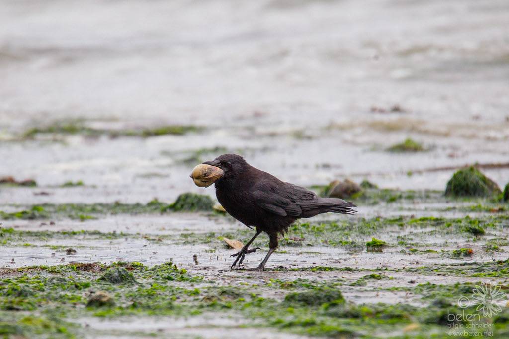 American Crow Eating Clam by wanderinggrrl is licensed under CC BY-NC-SA 2.0